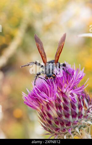 Onopordum illyricum comunemente noto come cardo borriquero appartenente alla famiglia compositae in diversi stadi di fioritura impollinato dal miele insec Foto Stock