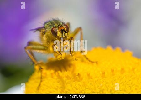 La mosca del letame giallo (Scathophaga stercoraria) si nutre di polline, Regno Unito, giugno 2014. Foto Stock