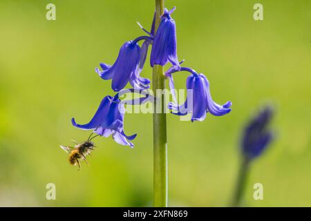 Red mason bee (Osmia bicornis) in volo verso Bluebell (Hyacinthoides non-scripta) fiore, Monmouthshire, Galles, Regno Unito, aprile. Foto Stock