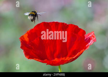 bumblebee (Bombus terrestris) dalla coda cieca che vola verso il papavero orientale (Papaver orientale) Monmouthshire, Galles, Regno Unito. Luglio. Foto Stock