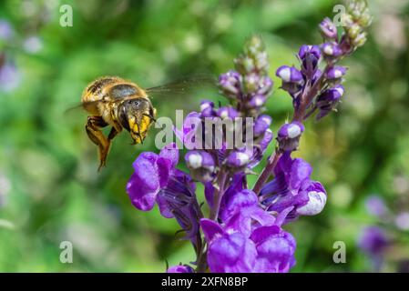 Ape europea di carder di lana (Anthidium manicatum) in volo per Purple Toadflax (Linaria purpurea), Monmouthshire, Galles, Regno Unito, luglio. Foto Stock