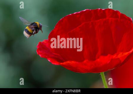 bumblebee (Bombus terrestris) dalla coda cieca che vola verso il papavero orientale (Papaver orientale) Monmouthshire, Galles, Regno Unito. Luglio. Foto Stock