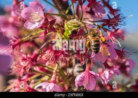 Api mellifere europee (Apis mellifera) con cesti di polline pieni, che si nutrono di ciliegi (Prunus sp.) Monmouthshire, Galles, Regno Unito, marzo. Foto Stock