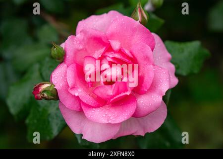 Scarlet rosebud nel giardino, vista dall'alto, primo piano. Foto Stock