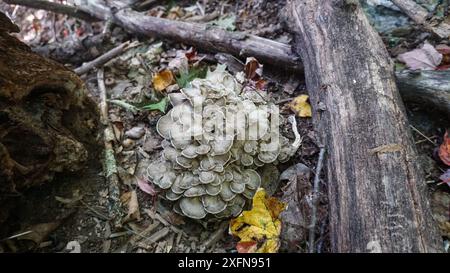 Maitake Hen of the Woods Mushrooms cresce vicino a un albero di quercia. Foto Stock