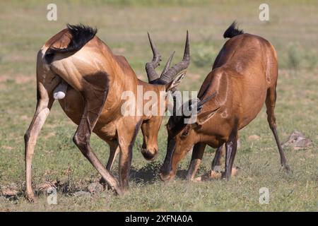 Alcelafo rosso (Alcelaphus buselaphus caama) che combatte, Kgalagadi Transborder Park, Northern Cape, Sudafrica, gennaio. Foto Stock