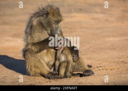 Babbuini Chacma (Papio ursinus) per la cura dei neonati, Kruger National Park, Sudafrica. Foto Stock