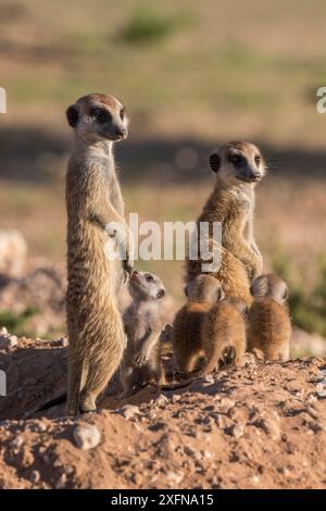 Meerkats (Suricata suricatta) con giovani, Kgalagadi Parco transfrontaliero, Northern Cape, Sud Africa, gennaio. Foto Stock