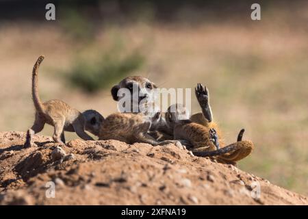 Meerkat (Suricata suricatta) succhiare giovani, Kgalagadi Transborder Park, Northern Cape, Sudafrica, gennaio. Foto Stock