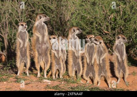 Meerkats (Suricata suricatta) crogiolarsi a den, Kgalagadi Transborder Park, Northern Cape, Sudafrica, gennaio. Foto Stock