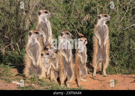 Meerkats (Suricata suricatta) crogiolarsi a den, Kgalagadi Transborder Park, Northern Cape, Sudafrica, gennaio. Foto Stock