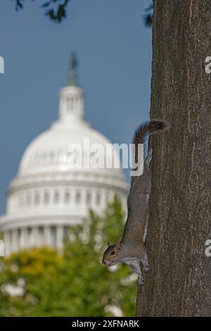 Scoiattolo grigio orientale (Sciurus carolinensis), con il campidoglio americano sullo sfondo, Washington D. C, USA, giugno 2017. Foto Stock