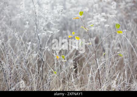 Prato ghiacciato con foglie gialle di pioppo (Populus sp) Lot, Francia, dicembre 2016. Foto Stock