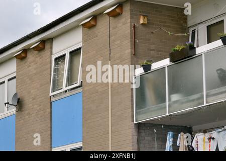 Fila di cassette per nidi veloci attaccate sotto le grondaie di un blocco di appartamenti, Edgecombe Development, Cambridge, Regno Unito, luglio. Foto Stock