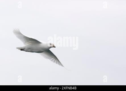 Snowy Sheathbill (Chionis albus), Kidney Island, Isole Falkland, ottobre Foto Stock