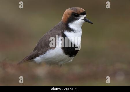 Plover a due bande (Charadrius falklandicus), Sea Lion Island, Falkland Islands, ottobre Foto Stock