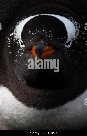 Pinguino Gentoo (Pygoscelis papua) che riposa sul nido, Isola dei leoni marini, Isole Falkland, ottobre Foto Stock