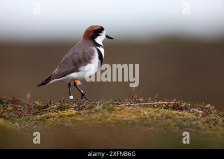 Plover a due bande (Charadrius falklandicus), Banded, Sea Lion Island, Falkland Islands, ottobre Foto Stock
