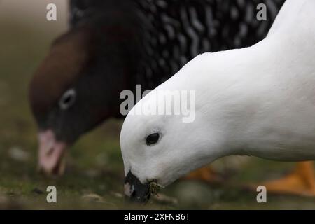 Alghe d'oca (Chloephaga hybrida), alimentazione di coppia, Carcass Island, Falkland Islands, ottobre Foto Stock