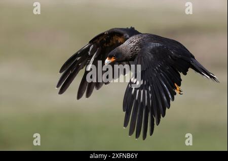 caracara striata (Phalcoboenus australis), Carcass Island, Falkland Islands, ottobre Foto Stock