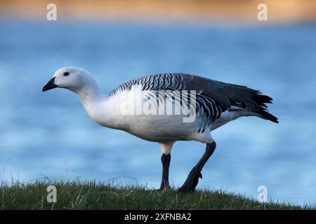 Upland Goose (Chloephaga picta) male, Darwin, Falkland Orientale, Isole Falkland, ottobre Foto Stock