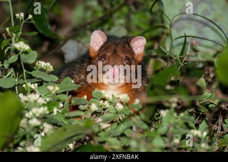 Coda ruvida Possum (Pseudocheirus peregrinus subsp. pulcher), Border Range National Park, Gondwana Rainforest World Hertiage Site, New South Wales, Australia. Foto Stock