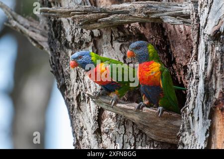 Rainbow Lorikeet (Trichoglossus haematodus), Parco Nazionale dei laghi di Thirlmere, Greater Blue Mountains, sito Patrimonio naturale dell'Umanità dell'UNESCO, nuovo Galles del Sud. Foto Stock