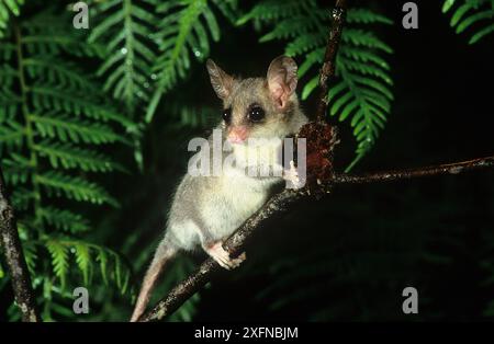 Pigmeo-possum orientale (Cercartetus nanus), Parco nazionale di Nattai, Greater Blue Mountains, patrimonio naturale dell'umanità dell'UNESCO, nuovo Galles del Sud. Foto Stock