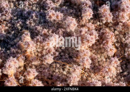 Mat Mulla Mulla (Ptilotus axillaris), Cape Range National Park, Ningaloo Coast, patrimonio naturale dell'umanità dell'UNESCO, Australia Occidentale. Foto Stock