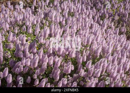 Tall Mulla Mulla (Ptilotus nobilis), Cape Range National Park, Ningaloo Coast, patrimonio naturale dell'umanità dell'UNESCO, Australia Occidentale. Foto Stock