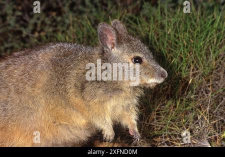 Wallaby lepre-lepre-rufous o wallaby lepre-occidentale (Lagorchestes hirsutus subsp.doreae), Shark Bay, patrimonio naturale dell'umanità dell'UNESCO, Australia Occidentale. Foto Stock