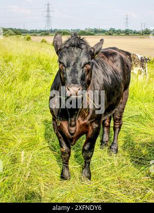 Vicino a Selby North Yorkshire 18 maggio 2024.Un toro o un toro in piedi in un campo in una giornata estiva nel North Yorkshire Regno Unito Foto Stock