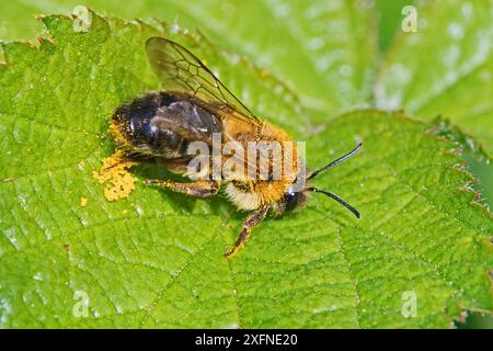 Api da estrazione precoce (Andrena haemorrhoa) maschi che puliscono i grani di polline dalle gambe, Beverley Court Gardens, Lewisham, Londra, Inghilterra, aprile Regno Unito. Foto Stock