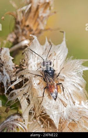 Digger Wasp (Astata Boops) Sutcliffe Park Nature Reserve, Eltham, Londra, Regno Unito. Agosto. Foto Stock