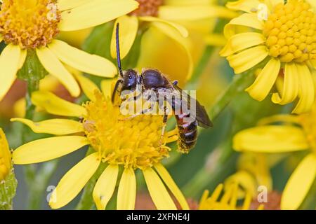 Estrazione snella / ape da solco comune (Lasioglossum calceatum) che si nutre di ragwort Brockley, Lewisham, Londra, Inghilterra, Regno Unito settembre. Foto Stock