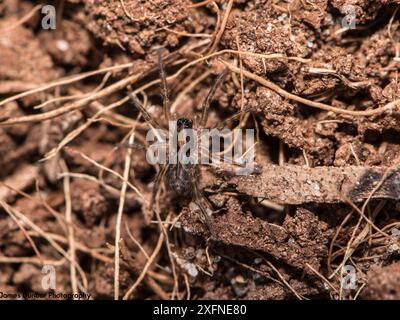 Deserta grande Wolf Spider (lingotti di Hogna), in programma di allevamento in cattività presso i giardini dello zoo di Bristol, in cattività. Specie a rischio critico, originaria di Madeira. Foto Stock