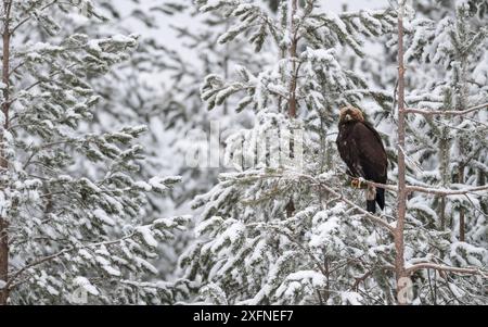 Aquila d'oro (Aquila chrysaetos) giovanile arroccata su un albero innevato, Finlandia, febbraio, Foto Stock