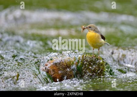 Coda di cavallo grigia (Motacilla cinerea) femmina arroccata su roccia nel ruscello che trasporta cibo, Lorena, Francia, maggio Foto Stock