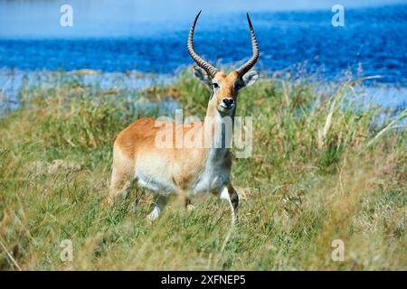 Lechwe rosso (Kobus leche). Moremi National Park, Okavango Delta, Botswana, Sud Africa Foto Stock