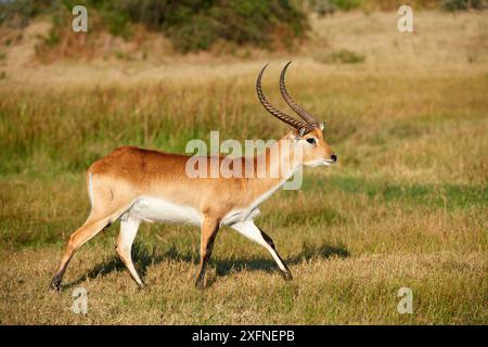 Lechwe rosso (Kobus leche). Moremi National Park, Okavango Delta, Botswana, Sud Africa Foto Stock