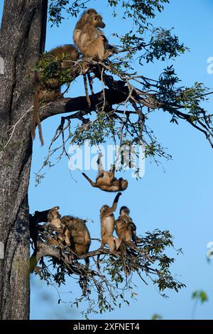 Famiglia di babbuini Chacma (Papio ursinus) che si aggira su un albero con giochi di giovani, concessione Duba Plains, delta dell'Okavango, Botswana, Africa meridionale Foto Stock