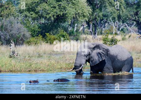 Elefante africano bull (Loxodonta africana) Attraversamento del fiume Khwai nella parte anteriore di ippopotamo (Hippopotamus amphibius), Khwai River Game Reserve, Okavango, Botswana, Sud Africa. Foto Stock