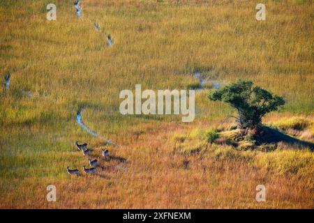Vista aerea del Lechwe (Kobus leche) attraversando zone umide, Okavango Delta, Botswana, Africa Foto Stock