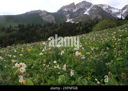 Sito di Aki Bulak nella regione interna dei monti Tien-Shan, con abeti di Tian Shan e prato subalpino con Anemone sp. Tien-Shan occidentale, patrimonio naturale dell'umanità dell'UNESCO, Repubblica del Kirghizistan, giugno 2016 Foto Stock