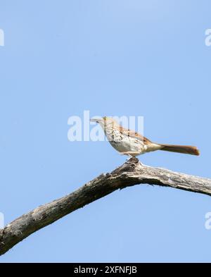 Un thrasher marrone su un arto con sfondo blu Foto Stock