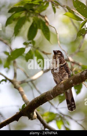 Rullo smerigliato a gambe corte (Brachypteracias leptosomus). Foreste pluviali dell'Atsinanana, patrimonio dell'umanità dell'UNESCO. Madagascar, dicembre. Foto Stock