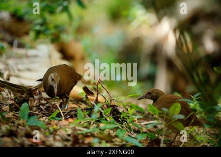 Lord Howe Rail o Woodhen (Gallirallus sylvestris) giovanile nella foresta, Lord Howe Island, Lord Howe Island Group, patrimonio naturale dell'umanità dell'UNESCO, nuovo Galles del Sud, Australia, ottobre 2012. Foto Stock