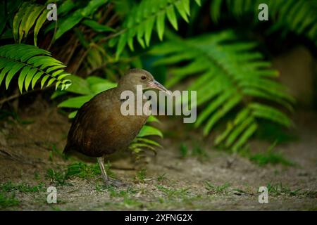 Lord Howe Rail o Woodhen (Gallirallus sylvestris) nella foresta, Lord Howe Island, Lord Howe Island Group, patrimonio naturale dell'umanità dell'UNESCO, nuovo Galles del Sud, Australia Foto Stock