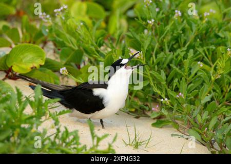 Sooty Tern (Sterna fuscata) Calling, Neds Beach, Lord Howe Island Group, sito Patrimonio naturale dell'Umanità dell'UNESCO, nuovo Galles del Sud, Australia Foto Stock