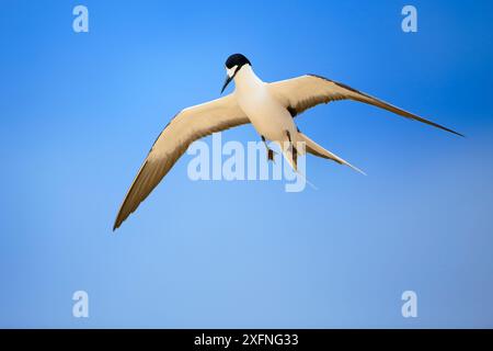 Sooty Tern (Sterna fuscata) in volo, Blinky Beach, Lord Howe Island, Lord Howe Island Group, patrimonio naturale dell'umanità dell'UNESCO, nuovo Galles del Sud, Australia Foto Stock